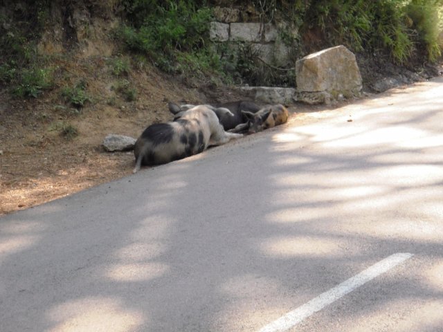 Vacances à moto en Corse 2009