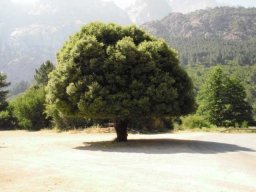 Vacances à moto en Corse 2009