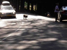 Vacances à moto en Corse 2009